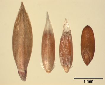 Vorschaubild Weißes Straußgras